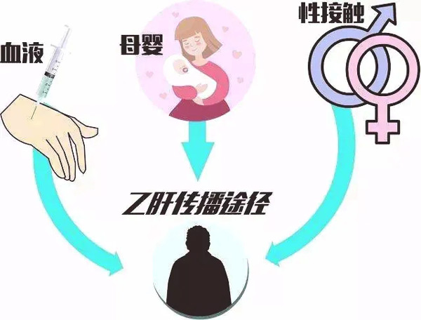 乙肝病毒的3种传播途径：血液传播、性接触传播、母婴传播