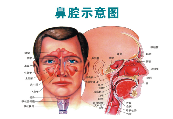 鼻内窥镜术后注意事项