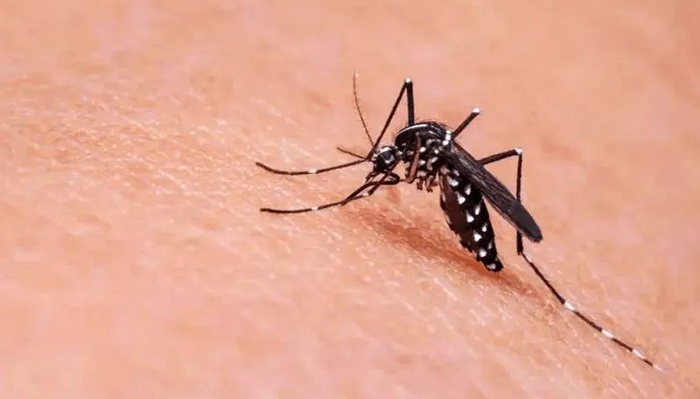 【全国疟疾日】防止疟疾输入再传播，共创无疟世界