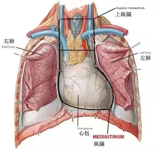 郑州阳城医院胸心、普通外科成功自主完成首例腔镜下纵膈肿瘤切除术