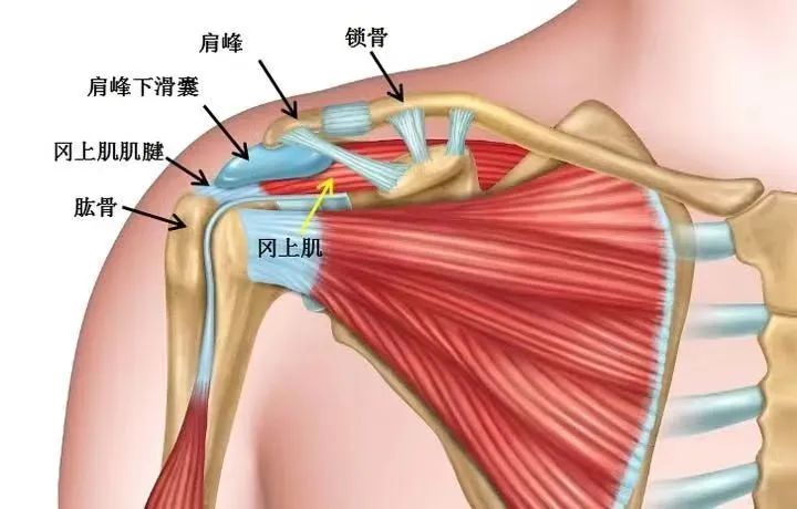 肩痛别总让肩周炎“背锅”！出现这种情况，一定要警惕......