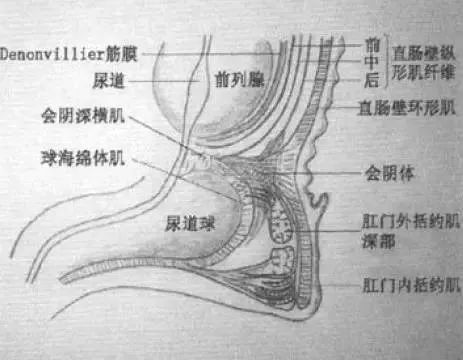 会阴部描述