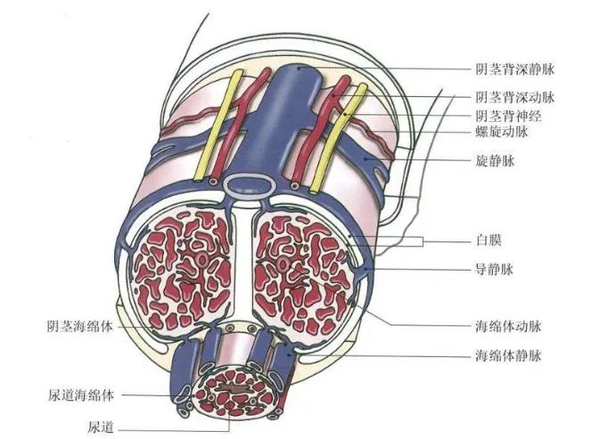 阴茎海绵体结构