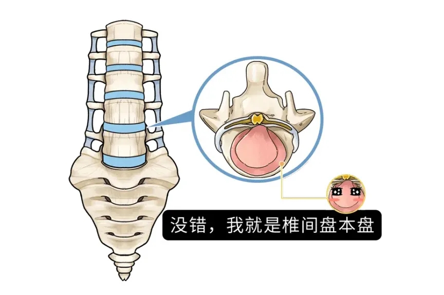 腰间盘突出？试试这6个伸展动作，让你的腰杆子重新挺直！